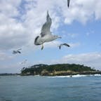 宮城🇯🇵松島
松島湾内をめぐる船で島巡り

家族旅行で行った松島。以前は船内でかっぱえびせんが売っていて、つきまとうように船のまわりを飛んでいるカモメに餌やりすることができたのですが現在はエサやり禁止になっているそうです。祖母がカモメ見て嬉しそうに手振ってたなぁ☺️