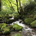 鳥取/木谷沢渓流

清涼飲料水のCMで有名になった場所。

苔むした岩の間を流れる川の水と木々の緑とその隙間から差しこむ木漏れ日✨

柔らかな自然美に癒された一日でした。

#puku2'18
#puku2"09
