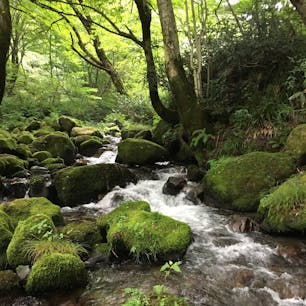 鳥取県/木谷沢渓流

清涼飲料水のCMで有名になった場所。

苔むした岩の間を流れる川の水と木々の緑とその隙間から差しこむ木漏れ日✨

柔らかな自然美に癒された一日でした。

#puku2'18
#puku2"09
#puku2鳥取
#鳥取#木谷沢渓流