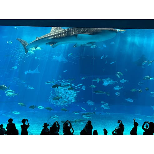 沖縄美ら海水族館