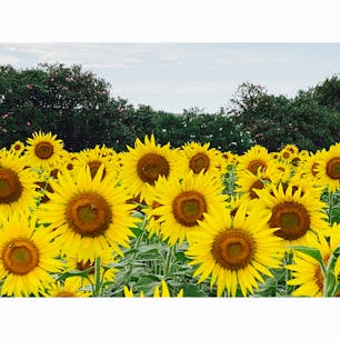 #柳川ひまわり園　#福岡