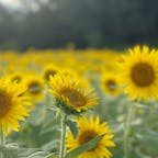 島根　野山嶽　ヒマワリ畑