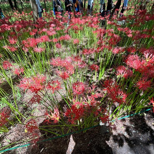 巾着田(巾着田曼珠沙華公園)