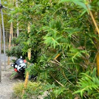 #熊本　#くまモンポート八代