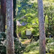京都　三千院　
往生極楽院

苔の庭がすてきでした