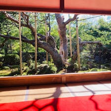 京都　大原　宝泉院

樹齢約700年の五葉松
伏見城の遺構の血天井

額縁庭園は必見

お抹茶とお菓子をいただいて
ゆっくりできました。