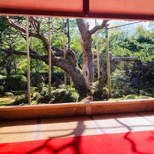 京都　大原　宝泉院

樹齢約700年の五葉松
伏見城の遺構の血天井

額縁庭園は必見

お抹茶とお菓子をいただいて
ゆっくりできました。