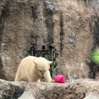 北海道/旭山動物園

白くまの赤ちゃん🐻‍❄️が居ると聞いて出かけましたが、想像より大きく育ってました😅

#puku2'22
#puku2"09
#puku2北海道
#北海道#旭山動物園#動物園