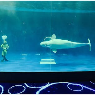 じゃんじゃんバブルリング出してくれるシロイルカたち、賢いかわいい！
ショーに出てないシロイルカがひたすら泳ぐ姿も楽しそうで、水槽の前でしばらく眺めてました。