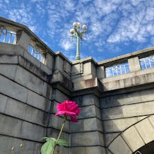 大阪　中之島公園

バラ園