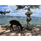 宮島の鹿たち🦌

自由な鹿たち。食べ物持ってたら取られるからお気をつけて✋

#広島#宮島