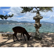 宮島の鹿たち🦌

自由な鹿たち。食べ物持ってたら取られるからお気をつけて✋

#広島#宮島