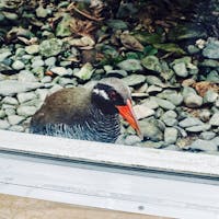 ヤンバルクイナ生態学習展示室(沖縄県国頭郡国頭村)

県内で唯一ヤンバルクイナに確実に出会える場所です❗️
ヤンバルクイナは、沖縄島北部やんばる地域のみに生息する鳥類で、1982年に国指定天然記念物(文化庁)、1991年にレッドデータブック(環境庁)に登録。
生態展示学習施設は2013年9月に国頭村によって設置され、ヤンバルクイナの生体１羽を展示飼育することで普及啓発活動が行われています。

❓ヤンバルクイナとは❓
日本固有かつ唯一の「飛べない鳥」で、1981年に最初に目撃・捕獲され新種に登録されました。
現在の推定個体数は1500羽(2022年)。
1985年には1,500〜2,000羽と推定されていたにも関わらず、一時期は720羽まで減少。
原因はノネコ、ロードキルなど複数ありますが、もともと肉食の哺乳類がいなかったやんばるの森で2005年に外来種であるマングースが生息数を広げたことが大きく影響。その後マングース捕獲活動などの取り組みにより回復してきているのだとか。
施設のガイドさんによると、ヤンバルクイナの飼育自体はこの施設以外で行っているが展示は1羽だけなのだそう。飼育する理由は、①ヤンバルクイナが単独行動を好むのと②つがいで親密な様子を見られるのに強いストレスを感じるためだそう。

みどころ👀
餌やりシーン公開
1時間おきに餌やりシーンが見られます。
餌をめがけてひょこひょこ走る様子が可愛らしいです☺️
お土産売り場ではヤンバルクイナの切手やステッカー、缶バッジなど購入可能👌

2023年6月に訪問
Slytherin🐍