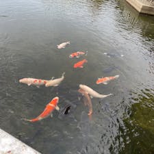 蟠竜湖
鯉
餌は50円