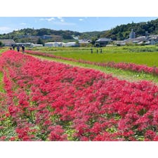 茨城県常陸太田市新宿町の「源氏川の彼岸花」✨

源氏川の両岸約700mに、およそ300万本の彼岸花が咲き誇ります🎶

例年の見ごろは9月中旬から下旬とのことですが、ここ数年は夏が暑いこともあり、9月下旬から10月上旬に見ごろを迎えることもしばしば！

常陸太田市の長閑な景色と共に、ぜひ約300万本の彼岸花を楽しんでみて下さいね🤗
