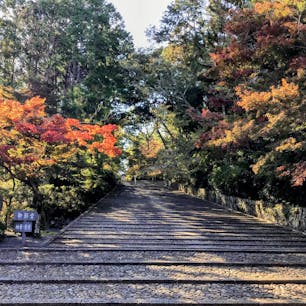 京都　光明寺

少し木々が色づいた
表参道女人坂