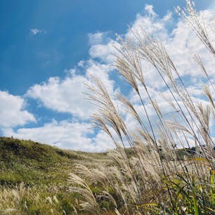 兵庫　砥峰高原

ススキが見ごろでした。
秋ですね。