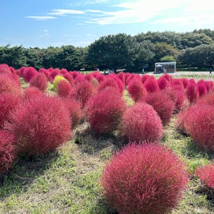 10月の国営ひたち海浜公園はコキアが見頃です。
平日に行ったけど混んでました。