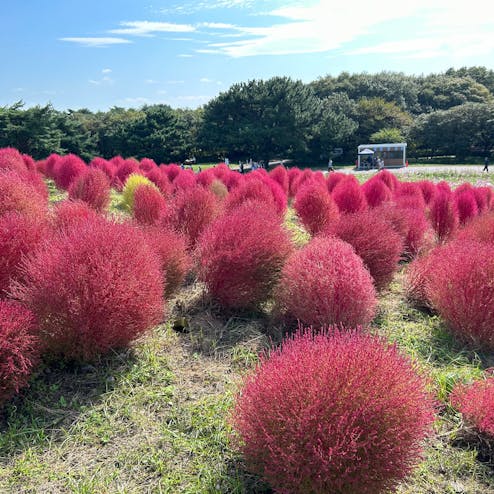 国営ひたち海浜公園