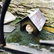 九州一周終了！ 1720km走りました。
どこ行ってもご飯が美味しかった！
 1番綺麗だったのは鹿児島の雄川の滝かな...

↑湯布院のウサギ

旅終わったので投稿頻度が劇的に落ちます。。。

#湯布院