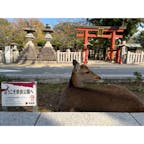 2023.10月下旬 弾丸奈良観光

奈良公園🦌⸝⋆

近鉄奈良駅から数分歩くと、そこはもう鹿鹿鹿🦌⸝⋆

200円で鹿せんべいを購入し、鹿に追いかけられ、なかなか大変だった‪🍘‬

鹿のフンを踏まないように歩くのが大変だった💦

#奈良