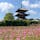 奈良県斑鳩町の法起寺（ほうきじ）周辺の、コスモスを見てきました。休耕田などに、たくさんのコスモスが植えられており、とてもきれいです。

法起寺にある三重塔は、706年完成の日本最古のもの。歴史を感じる建造物と、明るいコスモスの花との対比が素晴らしいです。

少し南にある、史跡中宮寺跡歴史公園でも、コスモスが楽しめ、見頃はともに11月上旬頃とされています。周辺は、のどかな景色が広がるので、散策すると気持ちが良いです。