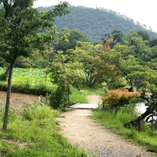 大覚寺　大澤の池

此処は時代劇の好きな方なら誰もが知る所です♪時代劇の聖地です♪

#サント船長の写真　#時代劇撮影地