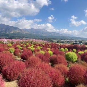 阿蘇楽しかった☺️
初めてコキア見た🌳