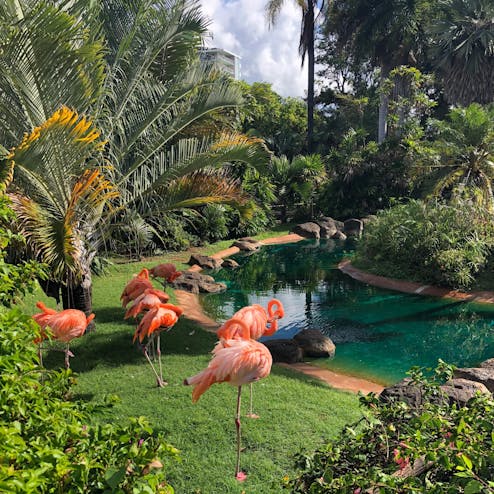 ホノルル動物園