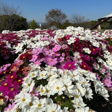 奈良県営馬見丘陵公園 
広大な敷地に、季節の花々が咲き
とても、癒されます。
入園無料です。今は秋桜と、ダリアが
見頃で、色とりどりの花が
真っ青な空に映え、楽しいひとときでした。
2023.11.01