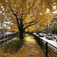 京都堀川通り寺の内
紅葉はもみじ🍁だけでは有りません、イチヨウも見事です♪京都堀川通りの今出川より北は見事なイチヨウ並木が有ります♪
#サント船長の写真 #紅葉写真