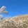 大和葛城山

ロープウェイ〜葛城山頂へ
期待以上にススキの景観が見事でした。
パラグライダーも。
2023.11.5
