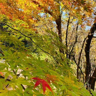 兵庫
ROKKO森の音ミュージアム

紅葉の見ごろでした