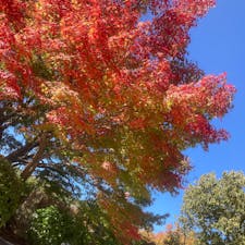 兵庫県/日光山常楽寺

紅葉🍁には少し早かったですが、いい天気に誘われて出かけてきました。

単線を走る一両のみの電車が可愛いかったので…🚃


#puku2'23
#puku2"11
#puku2兵庫
#兵庫#日光山常楽寺#神社仏閣#紅葉