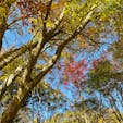 兵庫　六甲高山植物園

赤、黄、緑の
紅葉祭りでした。