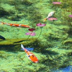 岐阜県関市、根道神社の参道にある
通称、モネの池、または、名もなき池。

訪れた日は、11月秋晴れの正午。
透明度が凄くて、優雅に泳ぐ鯉を
いつまでも眺めていられます。
幸せな秋の1日でした💕