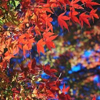 数年前の昭和記念公園の紅葉とライトアップ。

紅葉もとても綺麗ですが、昭和記念公園のライトアップも幻想的でおすすめです。

今年の紅葉の見頃は、11月中旬以降との事です！！

#昭和記念公園
#紅葉
#ライトアップ