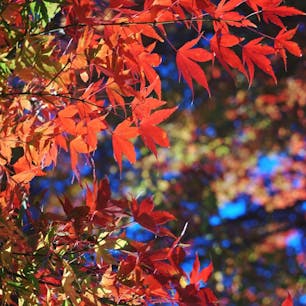 数年前の昭和記念公園の紅葉とライトアップ。

紅葉もとても綺麗ですが、昭和記念公園のライトアップも幻想的でおすすめです。

今年の紅葉の見頃は、11月中旬以降との事です！！

#昭和記念公園
#紅葉
#ライトアップ