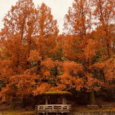 京都　宝ヶ池公園