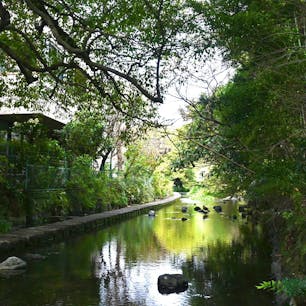 #静岡県#三島市#源兵衛川遊歩道

街中に富士山から流れてくる綺麗な川がある素敵な街でした😊

その川の中を歩くことができて癒されました。夏は子供達も川遊びしているようです😊