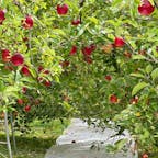 群馬県川場村は、りんごも有名で、色々なところに可愛いりんごの木があります。
そして、紅葉も見頃を迎えてとても綺麗でした。

#群馬県
#川場村
#りんご
#紅葉