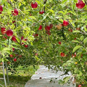 群馬県川場村は、りんごも有名で、色々なところに可愛いりんごの木があります。
そして、紅葉も見頃を迎えてとても綺麗でした。

#群馬県
#川場村
#りんご
#紅葉