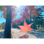 金沢「アメリカ楓通り」
たまたま車で走っていたら、素敵な紅葉スポットに辿り着きました🍁これからもっと真っ赤に色づくんだろうな♪