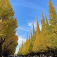 東京都/明治神宮外苑いちょう並木

1年前の写真です。

聖徳記念絵画館に向かって伸びる道に植栽された、歴史ある見事なイチョウの並木道🥰

イチョウは、明治神宮外苑を管理する明治神宮が4年に一度、落葉した冬場に円錐三角に樹姿を整える作業が行なわれているそうで、そのフォルムの美しさには感動しました。

時間とたくさんの技術とが合わさって素晴らしい景色が出来上がっているのですね。

テレビで何度も見ていた憧れのイチョウ並木。
ついつい嬉しくなって2往復した思い出の場所です😊

#puku2'22
#puku2"11
#puku2伊東から関東地方を巡る旅'22.11
#puku2東京
#東京#紅葉