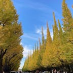 東京/明治神宮外苑いちょう並木

1年前の写真です。

聖徳記念絵画館に向かって伸びる道に植栽された、歴史ある見事なイチョウの並木道🥰

イチョウは、明治神宮外苑を管理する明治神宮が4年に一度、落葉した冬場に円錐三角に樹姿を整える作業が行なわれているそうで、そのフォルムの美しさには感動しました。

時間とたくさんの技術とが合わさって素晴らしい景色が出来上がっているのですね。

テレビで何度も見ていた憧れのイチョウ並木。
ついつい嬉しくなって2往復した思い出の場所です😊

#puku2'22
#puku2"11
#puku2伊東から関東地方を巡る旅'22.11
#puku2東京
#東京#紅葉