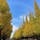 東京都/明治神宮外苑いちょう並木

1年前の写真です。

聖徳記念絵画館に向かって伸びる道に植栽された、歴史ある見事なイチョウの並木道🥰

イチョウは、明治神宮外苑を管理する明治神宮が4年に一度、落葉した冬場に円錐三角に樹姿を整える作業が行なわれているそうで、そのフォルムの美しさには感動しました。

時間とたくさんの技術とが合わさって素晴らしい景色が出来上がっているのですね。

テレビで何度も見ていた憧れのイチョウ並木。
ついつい嬉しくなって2往復した思い出の場所です😊

#puku2'22
#puku2"11
#puku2伊東から関東地方を巡る旅'22.11
#puku2東京
#東京#紅葉