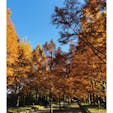 兵庫
神戸市立森林植物園

並木がきれい