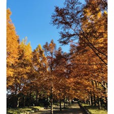 兵庫
神戸市立森林植物園

並木がきれい