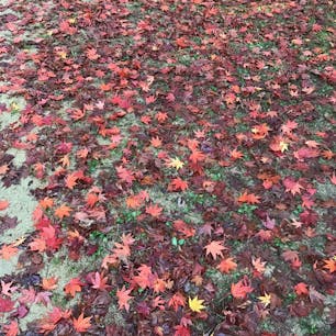 兵庫
神戸市立森林植物園

落ち紅葉