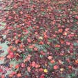 兵庫
神戸市立森林植物園

落ち紅葉